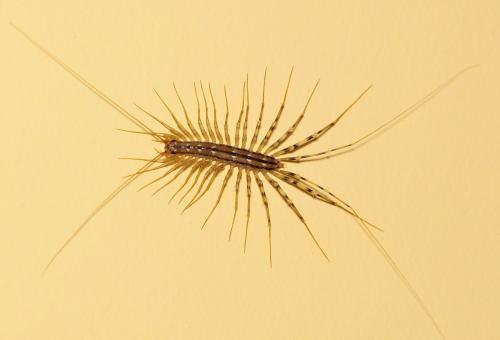 Réf. 301 008 : Scutigera coleoptrata